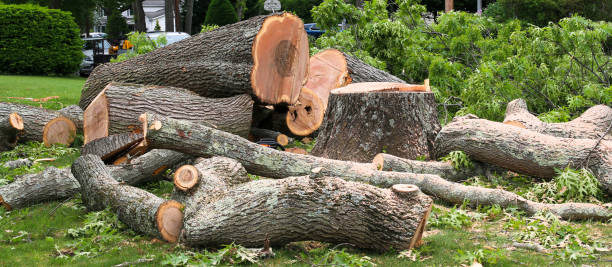  Peach Lake, NY Tree Removal Services Pros