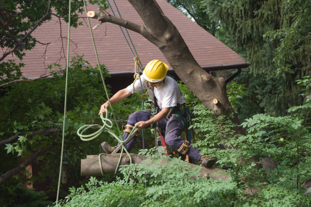 Best Storm Damage Tree Cleanup  in Peach Lake, NY